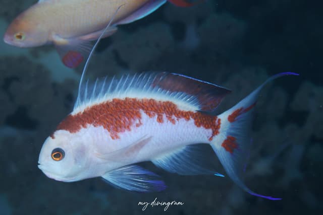 anthias