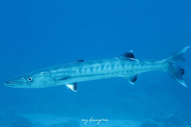 barracuda