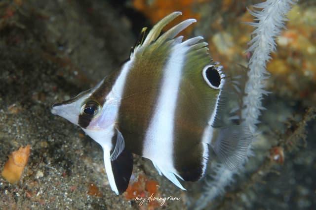 butterflyfish