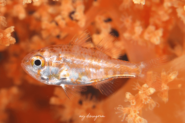 cardinalfish