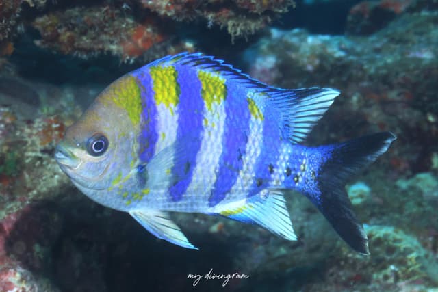 damselfish