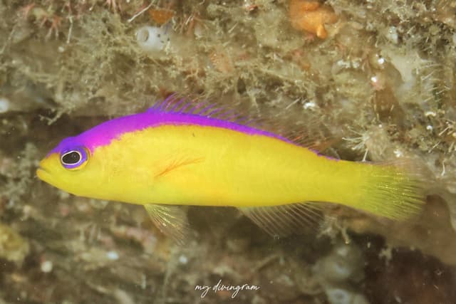 dottyback