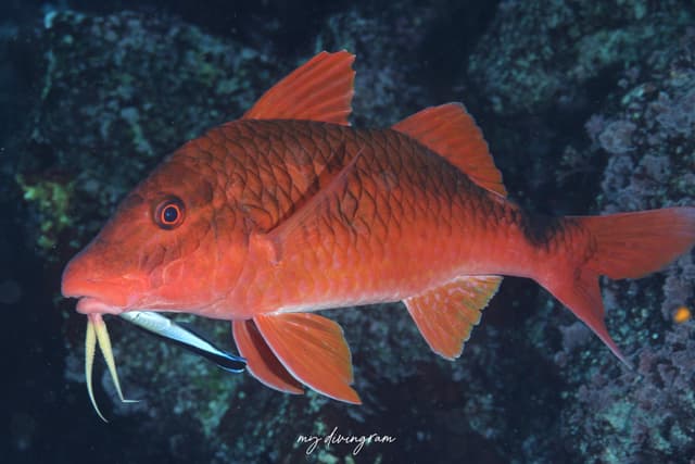 goatfish