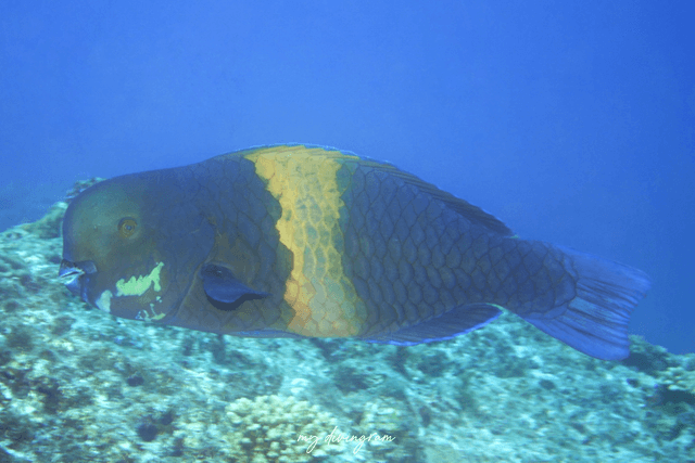 parrotfish