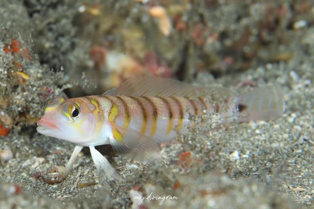 sandperch