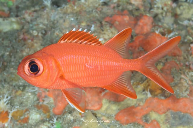 squirrelfish