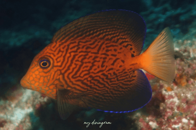 surgeonfish