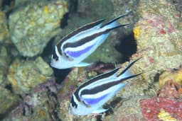 マクタン、作戦会議。